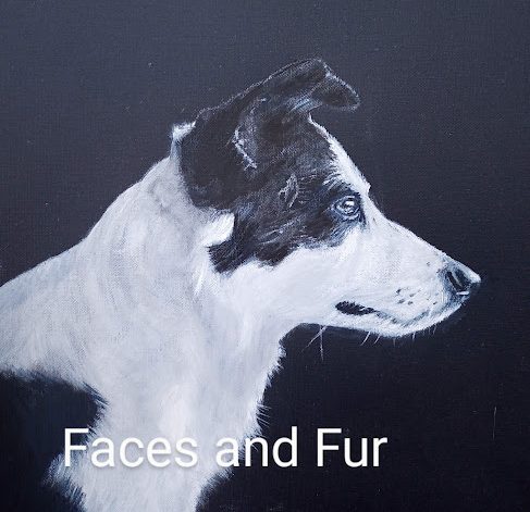 pet portrait of collie dog 